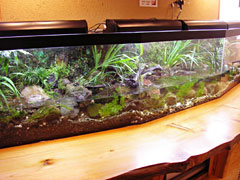 ぐんけい　隠蔵（鑑賞用）