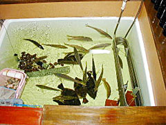 活魚居酒屋　魚筍