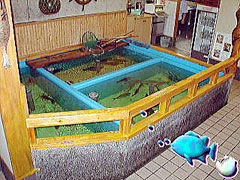 いけすのかわさき