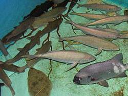 かわさきいけすの魚