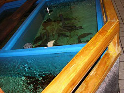 かわさきいけす1