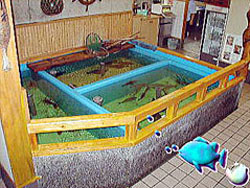 かわさきいけす2